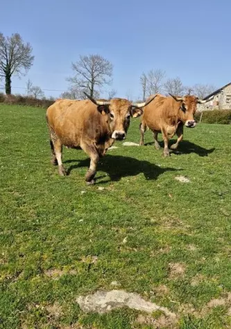 terroir aveyronnais de LA FERME du Lévézou avec produits artisanaux de canard, veau d’Aubrac et cochon