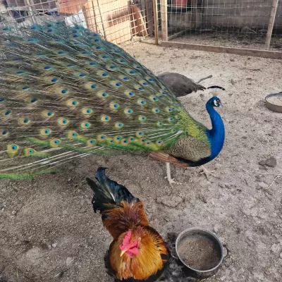 ccueil Camping Car : Nous vous proposons de vous accueillir gratuitement sur notre propriété privée pour venir passer un bon moment | LA FERME du Lévézou